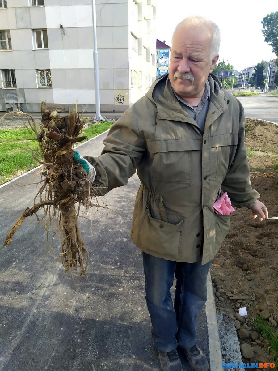 В южно-сахалинский двор для благоустройства завезли грунт с корнями  борщевика. Сахалин.Инфо