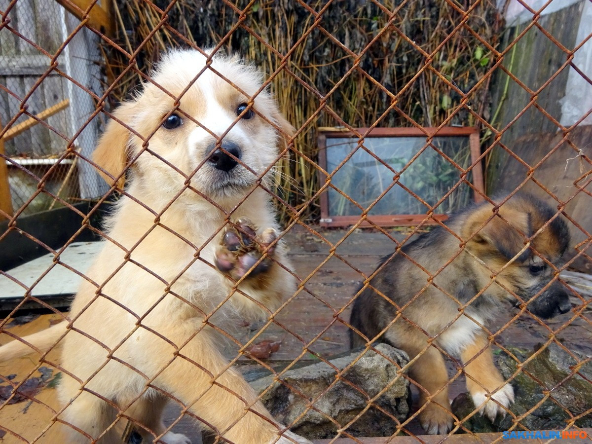 В сахалинском кинотеатре запустили ролик о бездомных животных. Сахалин.Инфо