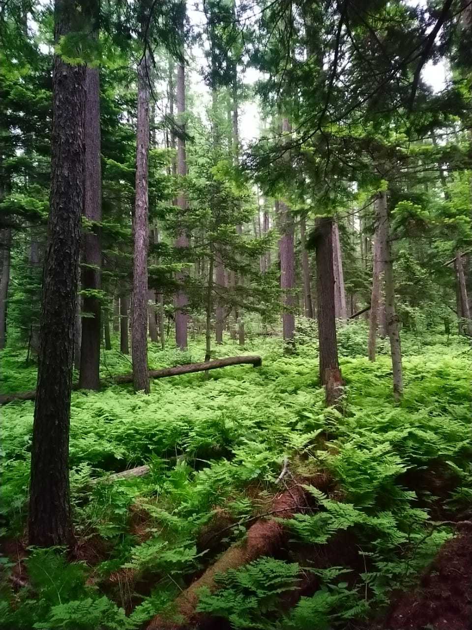 В Сахалинской области восстановят свыше 3 тысяч гектаров леса. Сахалин.Инфо