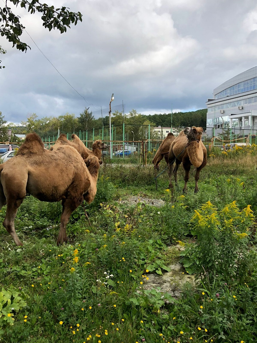 Южносахалинцы заметили в городе пасущихся верблюдов. Сахалин.Инфо