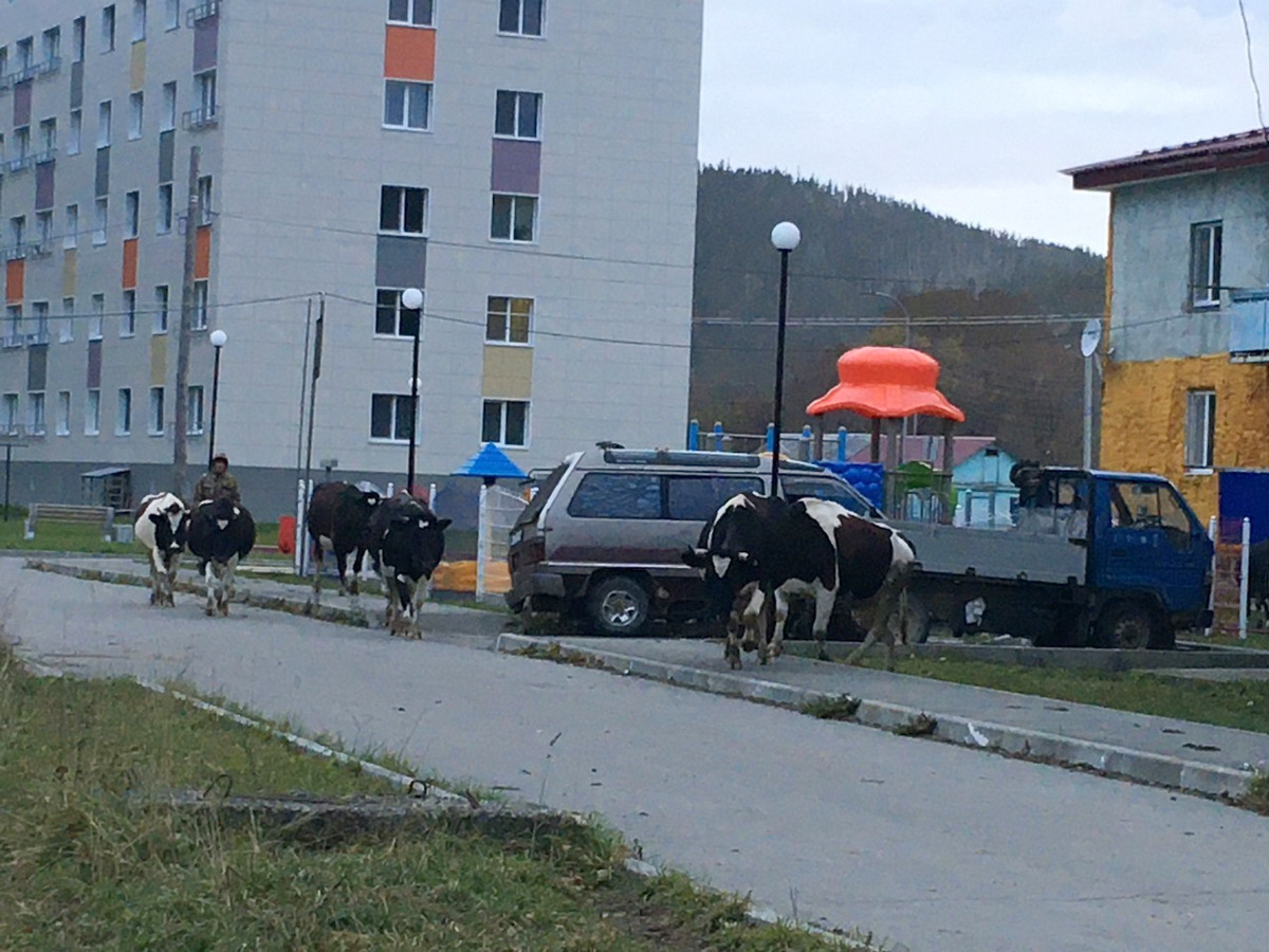 Сахалинские коровы будут ходить строго по маршрутам, согласованным  властями. Сахалин.Инфо