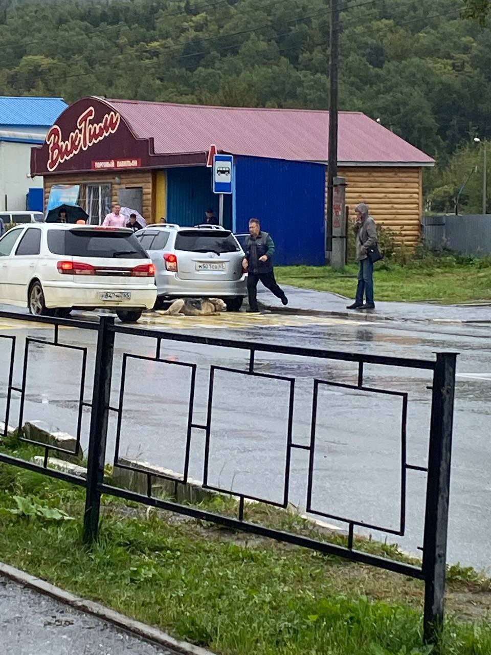 В Корсакове сбили пса и оставили на обочине. Сахком — новости Сахалина и  Курил