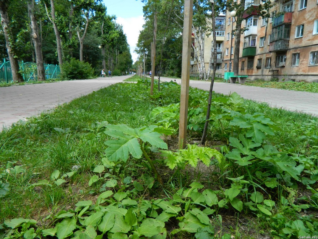 В Южно-Сахалинске разгорается 