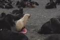 Редкий котик-альбинос на острове Тюленьем восхитил волонтеров и ученых