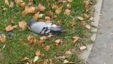 Южносахалинцев пугают мертвые голуби на улицах города