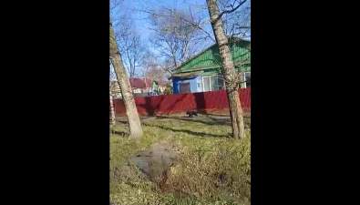 Медвежонок пробежал по улице в Тымовском