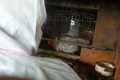 У фермеров в Южно-Сахалинске массово изымают кур из-за птичьего гриппа