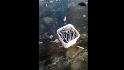 Сахалинцы хвастают первым уловом корюшки
